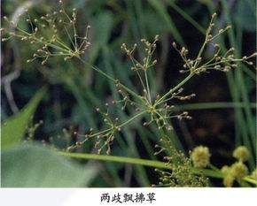 矮兩歧飄拂草 矮兩歧飄拂草