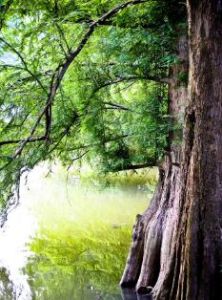 植物特有種 植物特有種