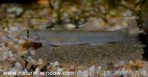 環帶黃瓜鰕虎 環帶黃瓜鰕虎