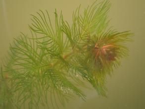 小二仙草目 小二仙草目