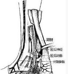 跟腱 跟腱