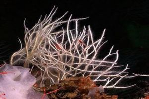 肉食性海綿 肉食性海綿