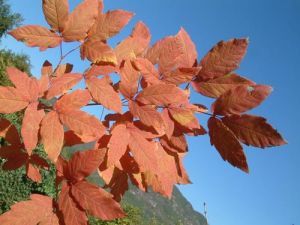 三花槭(原變種) 三花槭(原變種)