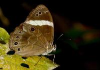 大玉帶黑蔭蝶 大玉帶黑蔭蝶