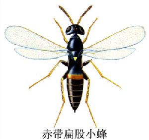 扁股小蜂科 扁股小蜂科