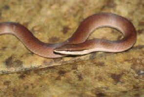 尖吻蜥蜴 尖吻蜥蜴