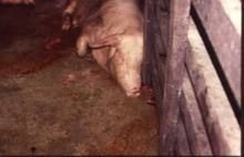 仔豬葡萄球菌性皮炎