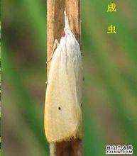 三化螟成蟲