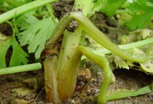 芹菜軟腐病 芹菜軟腐病