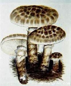 食用蘑菇[應建浙等編著圖書]