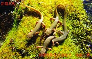 （圖）新疆北鯢