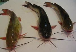 江黃顙魚 江黃顙魚