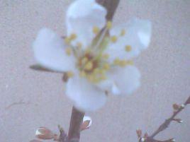 第一朵杏花 第一朵杏花