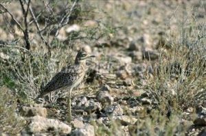 卡拉哈迪 卡拉哈迪