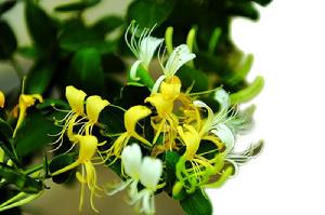 忍冬屬模式物種:輪花忍冬