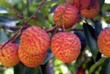 荔枝[水果類植物]