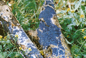 繭皮伏革菌 繭皮伏革菌