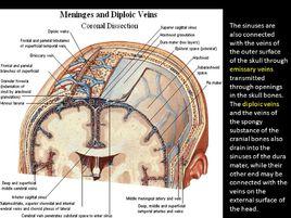 板障靜脈 板障靜脈