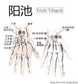 陽池穴 陽池穴