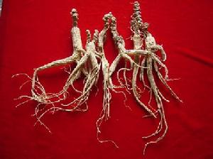 （圖）人造中藥