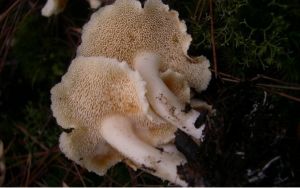 長柄白齒菌 長柄白齒菌