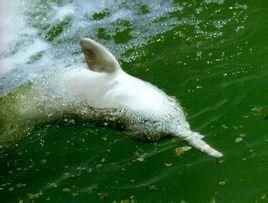 蕪湖白鰭豚 蕪湖白鰭豚