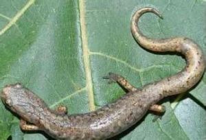 四趾螈屬 四趾螈屬