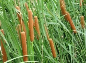 香蒲草 香蒲草