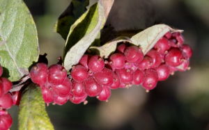 毛核木屬 毛核木屬