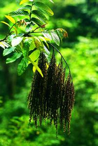 馬尾樹科 馬尾樹科