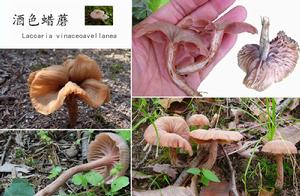 酒色蠟蘑 酒色蠟蘑