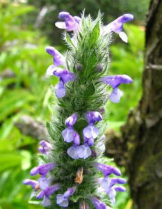 具柄荊芥系 具柄荊芥系