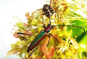 紅緣綠天牛 紅緣綠天牛