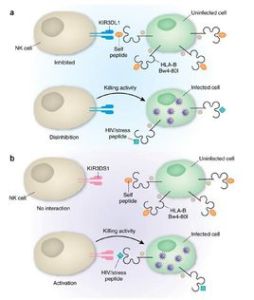 自然殺傷細胞 自然殺傷細胞