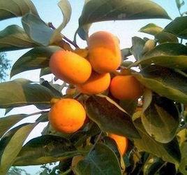 柿汁提取物 柿汁提取物