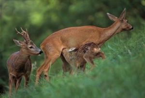 西伯利亞狍 西伯利亞狍