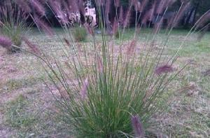 紫穗狼尾草 紫穗狼尾草