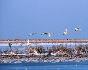 艾比湖濕地 艾比湖濕地