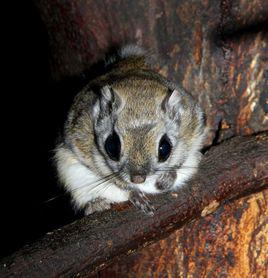 小飛鼠[動物小飛鼠]
