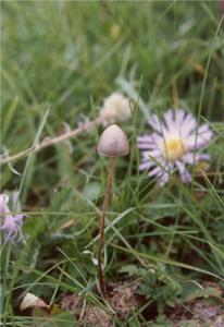 粘蓋花褶傘 粘蓋花褶傘