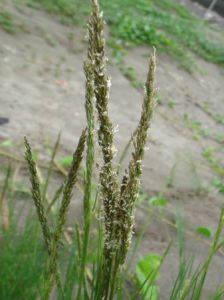 鼠尾薹草 鼠尾薹草