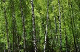 哈巴河白樺林 哈巴河白樺林