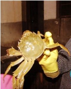 白盪湖大閘蟹 白盪湖大閘蟹