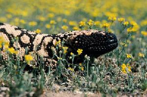 （圖）希拉巨蜥