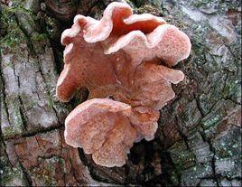 膠韌革菌 膠韌革菌