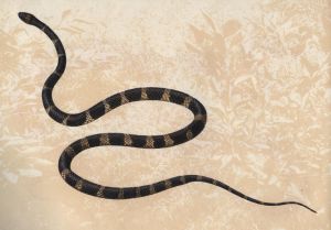 （圖）黑背白環蛇