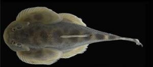 越南華吸鰍（Sinogastromyzon tonkinensis）