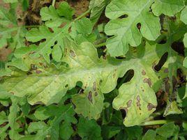 西瓜立枯病 西瓜立枯病