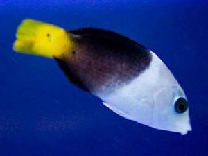 黑鰭厚唇魚 黑鰭厚唇魚