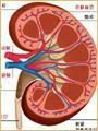 腎臟